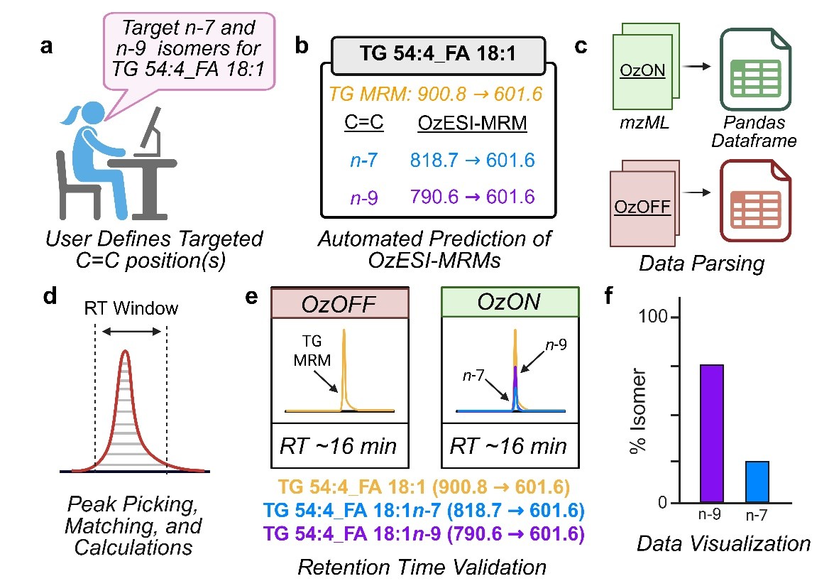 Workflow for C=C localization in MUFA TGs using CLAW-OzESI-MRM
